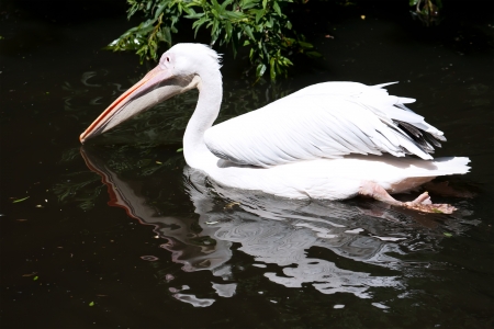 Beautiufl close-up photo of cute white pelicanの写真素材