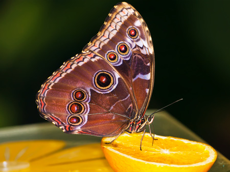 Macro photo of butterfly sitting on flowerの写真素材