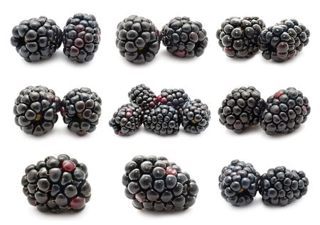 Collection of fresh blackberry isolated on white backgroundの写真素材