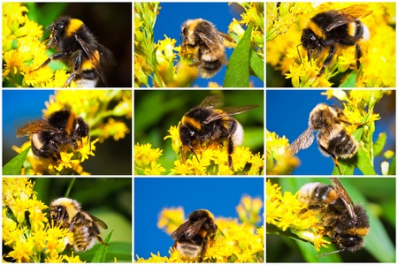 Macro photos of nice Bumblebee working on Flowerの写真素材