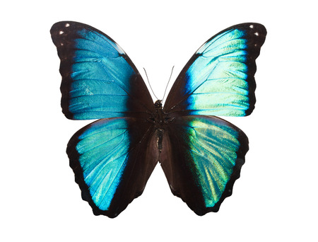 Beautiful tropical butterfly Deidamia Morpho isolated on white backgroundの写真素材