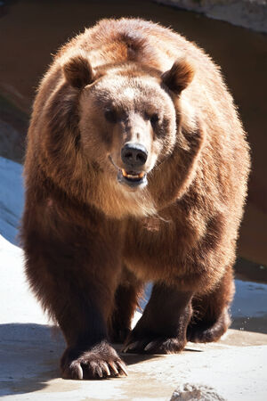 Beautiful photo of big and strong brown Bear in zooの写真素材