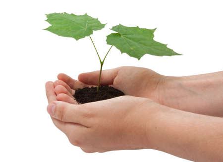 Hands holding small young tree isolated on white backgroundの写真素材