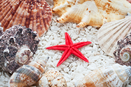 Background made from tropical seashells on sandy beachの写真素材