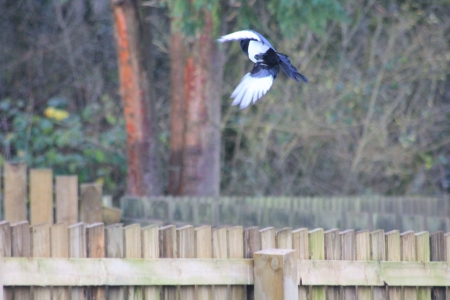 Magpie takes flightの写真素材