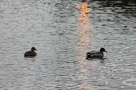 Ducks swimmingの写真素材