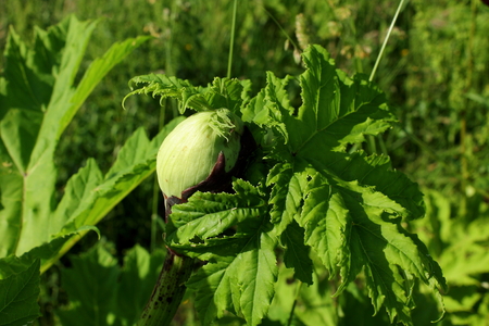 Giant Hogweed flower budの写真素材