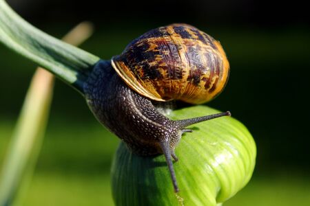 Snail on Leek flower budの写真素材