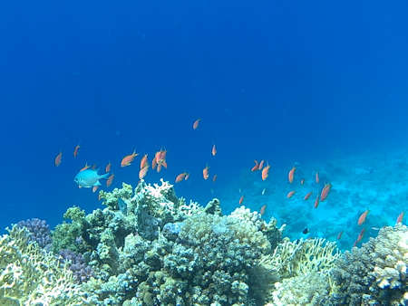 coral reef fishの写真素材