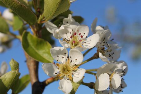 Pear blossomの写真素材