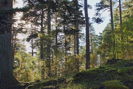a walk in the woods.の写真素材