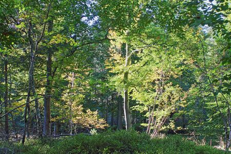 Sunlight in the woods.の写真素材
