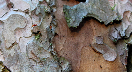 Close up of Pine tree barkの写真素材
