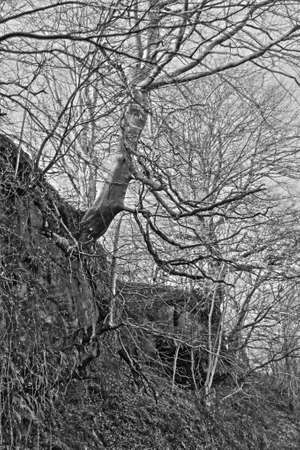 Trees procuriously clinging onto a rocky hillside. B&Wの写真素材