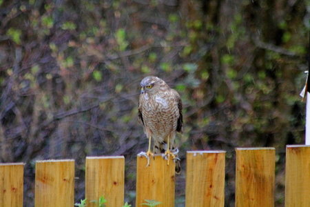 Sparrow Hawk on fence after feeding.の写真素材