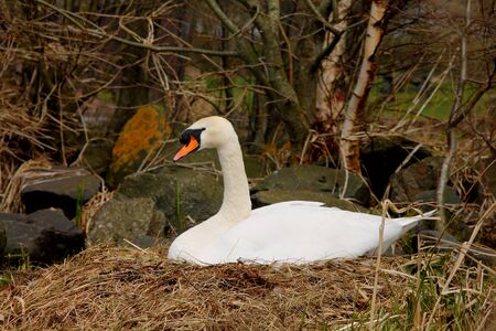 Swan on nest.の写真素材