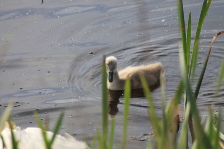 single signet swimming to mother.の写真素材