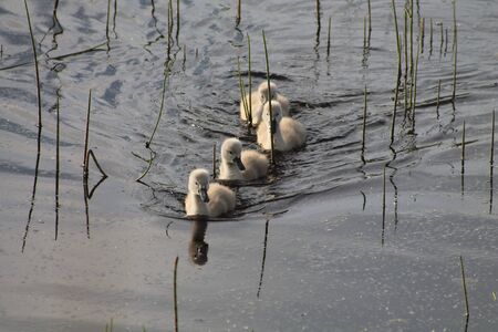 4 signets swimming in a line.の写真素材