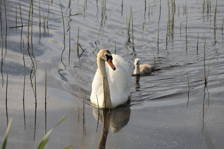 Swan swimming with single signet following.の写真素材