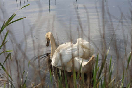 Swan in swan poseの写真素材