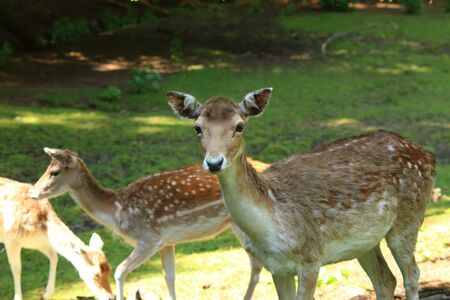 group of deer feeding in the sunlightの写真素材