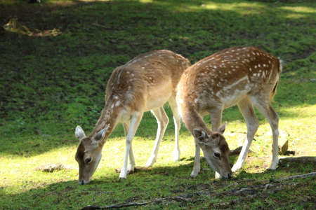 pair of deer feeding in the sunshineの写真素材