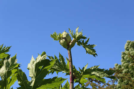 Giant Hogweed growing beside road.の写真素材