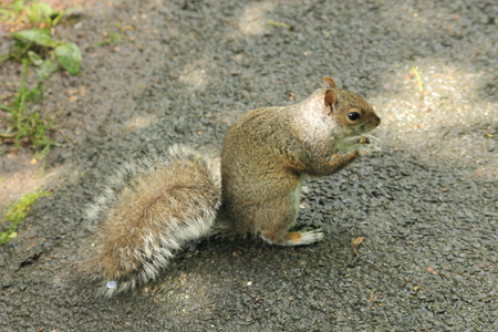 Grey Squirrel eating nuts scattered in Glasgow's Botanic Gardens.の写真素材