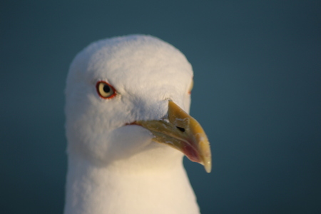close-up of sea-gull's head.の写真素材
