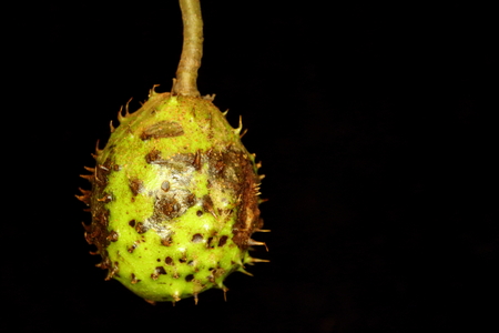 Conker, isolated on black.の写真素材