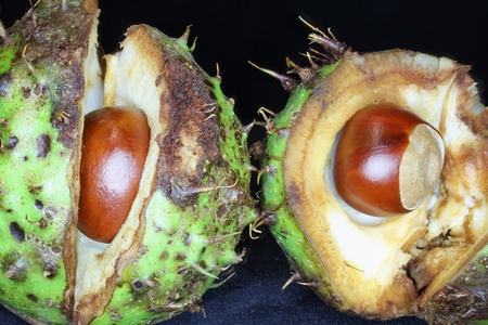 Conkers, split open revealing chesthuts inside.の写真素材