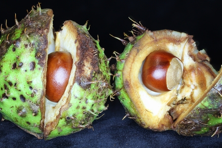 Conkers, split open revealing chesthuts inside.の写真素材