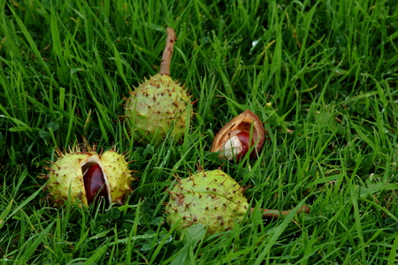Horse Chestnuts, Conkers, on wet grass.の写真素材