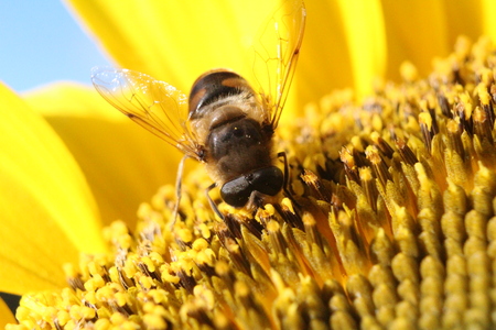 insect feeding on sunflower head.