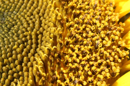 macro of sunflower head.の写真素材