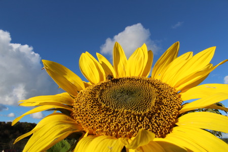 sunflower head.の写真素材
