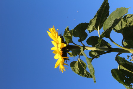 single sunflower against blue sky.の写真素材