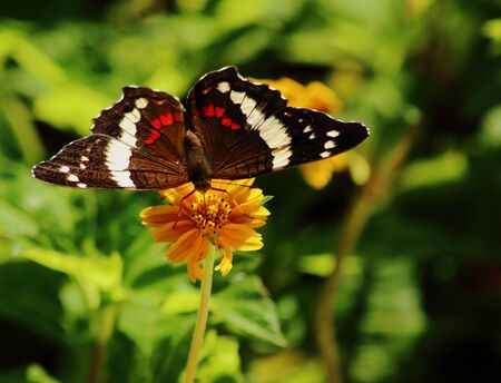 Black white and red butterfly feeding on a yellow flower, Yucatan, Mexico.の写真素材