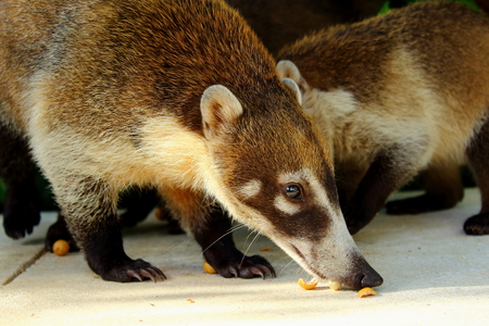 White Nosed Coatis eating nuts against a green background in Tulum,Mexico.の写真素材