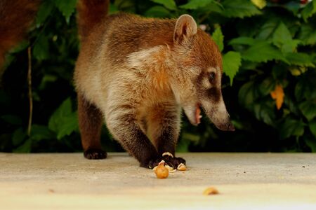 White Nosed Coatis eating nuts against a green background in Tulum,Mexico.の写真素材