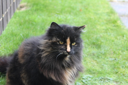 Persian cat sitting on the grass in garden.の写真素材