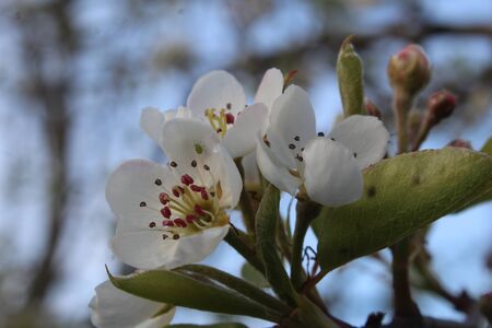 Pear blossom with Aphid.の写真素材