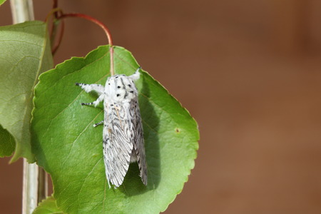 Puss moth on poplar leaf.の写真素材