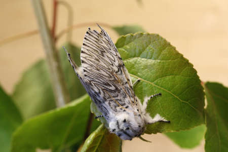 Puss moth, large white moth with dark markings, on Poplar leaf.の写真素材