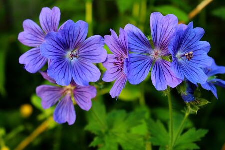 Blue Geranium flowers.の写真素材