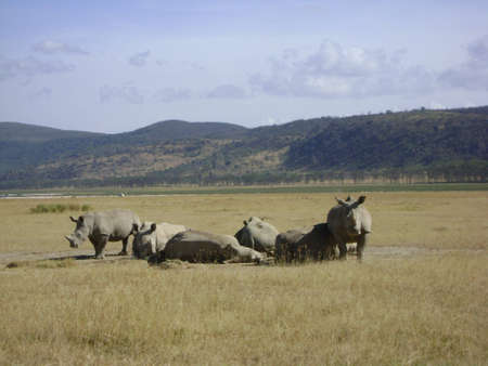 White Rhinos in the wildの写真素材
