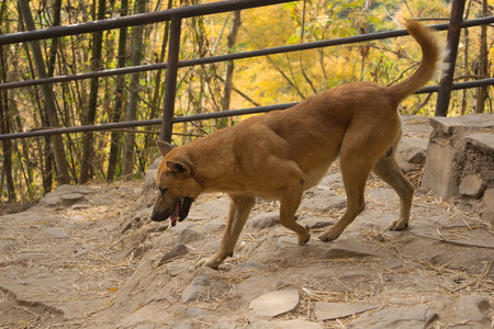 dog running in autumnの写真素材