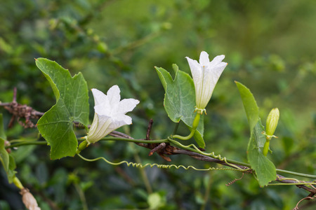 Flowers on rusty barbの写真素材