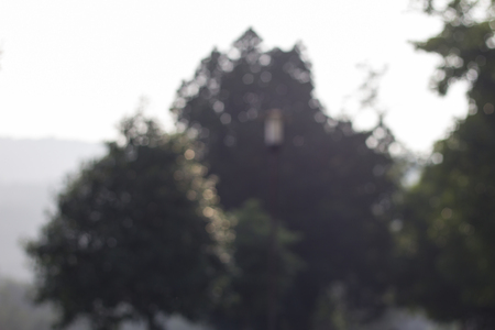 Blurred nature background (bokeh nature background)の写真素材