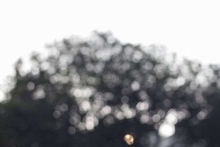 Blurred nature background (bokeh nature background)の写真素材